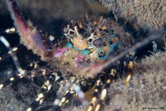 Panulirus ornatus