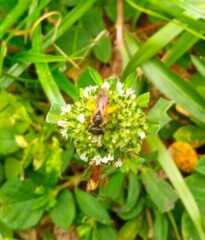 Dielis trifasciata