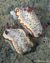 Goniobranchus daphne