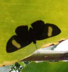 Melanis electron