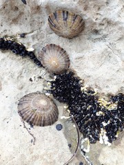 Cellana tramoserica