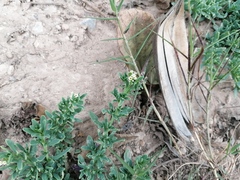 Heliotropium curassavicum