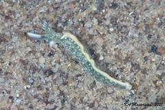 Thuridilla carlsoni
