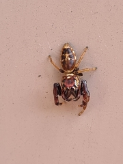 Opisthoncus sexmaculatus