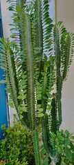 Euphorbia trigona