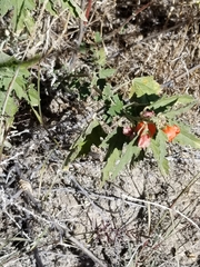 Sphaeralcea hastulata