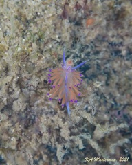 Unidentia