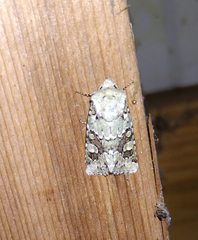 Lacinipolia laudabilis