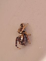 Opisthoncus sexmaculatus