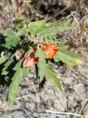 Sphaeralcea hastulata