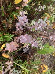 Vaccinium uliginosum