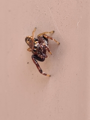 Opisthoncus sexmaculatus