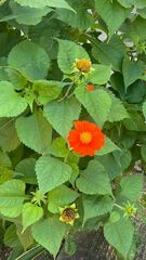 Tithonia rotundifolia