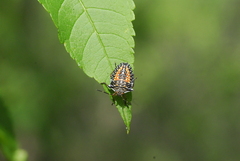 Edessa reticulata