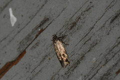Gelechiini