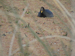 Fulica rufifrons