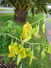 Crotalaria agatiflora