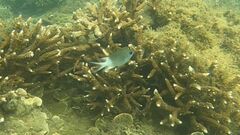 Acanthochromis polyacanthus