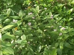 Lantana trifolia