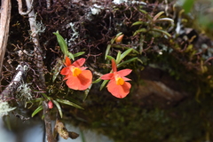 Fernandezia subbiflora