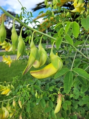 Crotalaria agatiflora