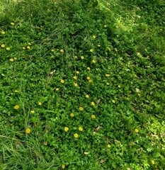 Arctotheca prostrata