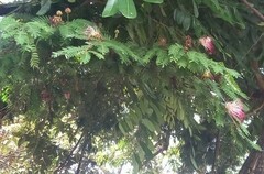 Calliandra surinamensis