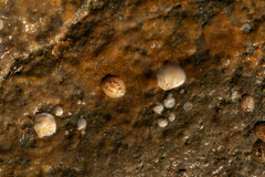 Onchidoris bilamellata