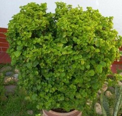 Polyscias scutellaria