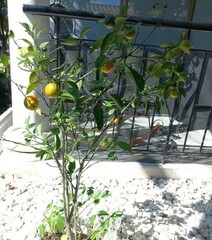 Citrus japonica