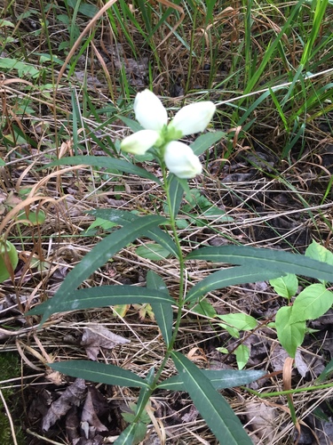 Chelone glabra