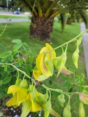 Crotalaria agatiflora