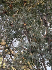 Andricus quercuscalifornicus