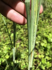 Andropogon virginicus