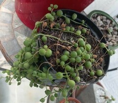 Curio rowleyanus