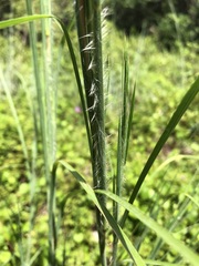 Andropogon virginicus