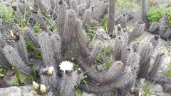 Trichocereus deserticola