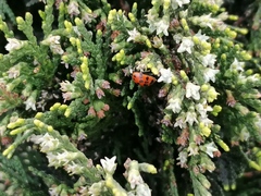 Harmonia axyridis