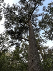 Pinus glabra