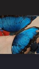 Morpho