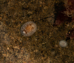Onchidoris bilamellata
