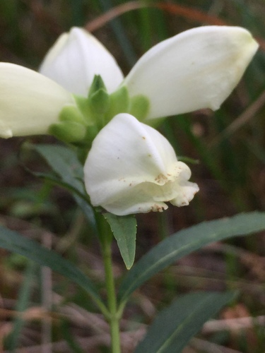 Chelone glabra