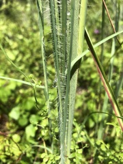 Andropogon virginicus