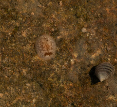 Onchidoris bilamellata