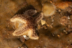 Aulactinia stella