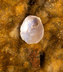 Heteranomia squamula