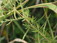 Eupatorium hyssopifolium