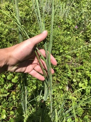 Andropogon virginicus