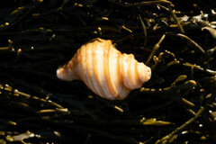 Neptunea decemcostata