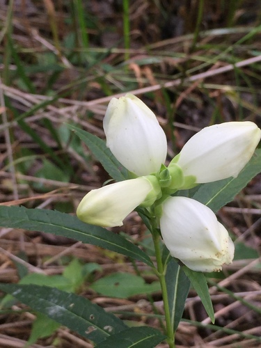 white turtlehead (Chelone glabra)